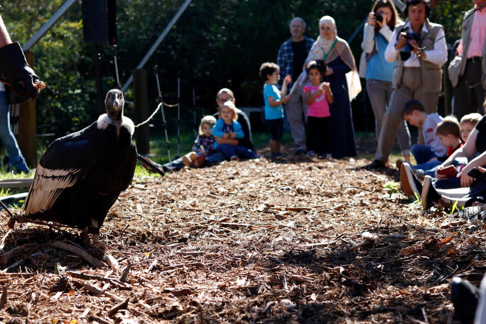 181013_scw_VultureFest0015.jpg